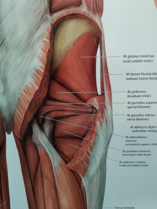 Piriformis sindrom 4